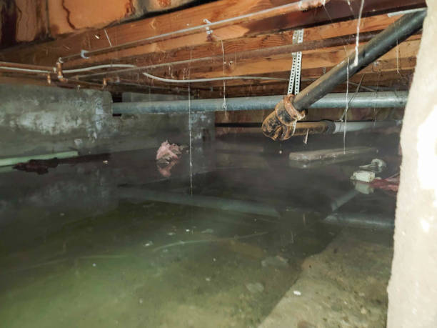 Best Water damage cleanup near me  in Davenport, IA